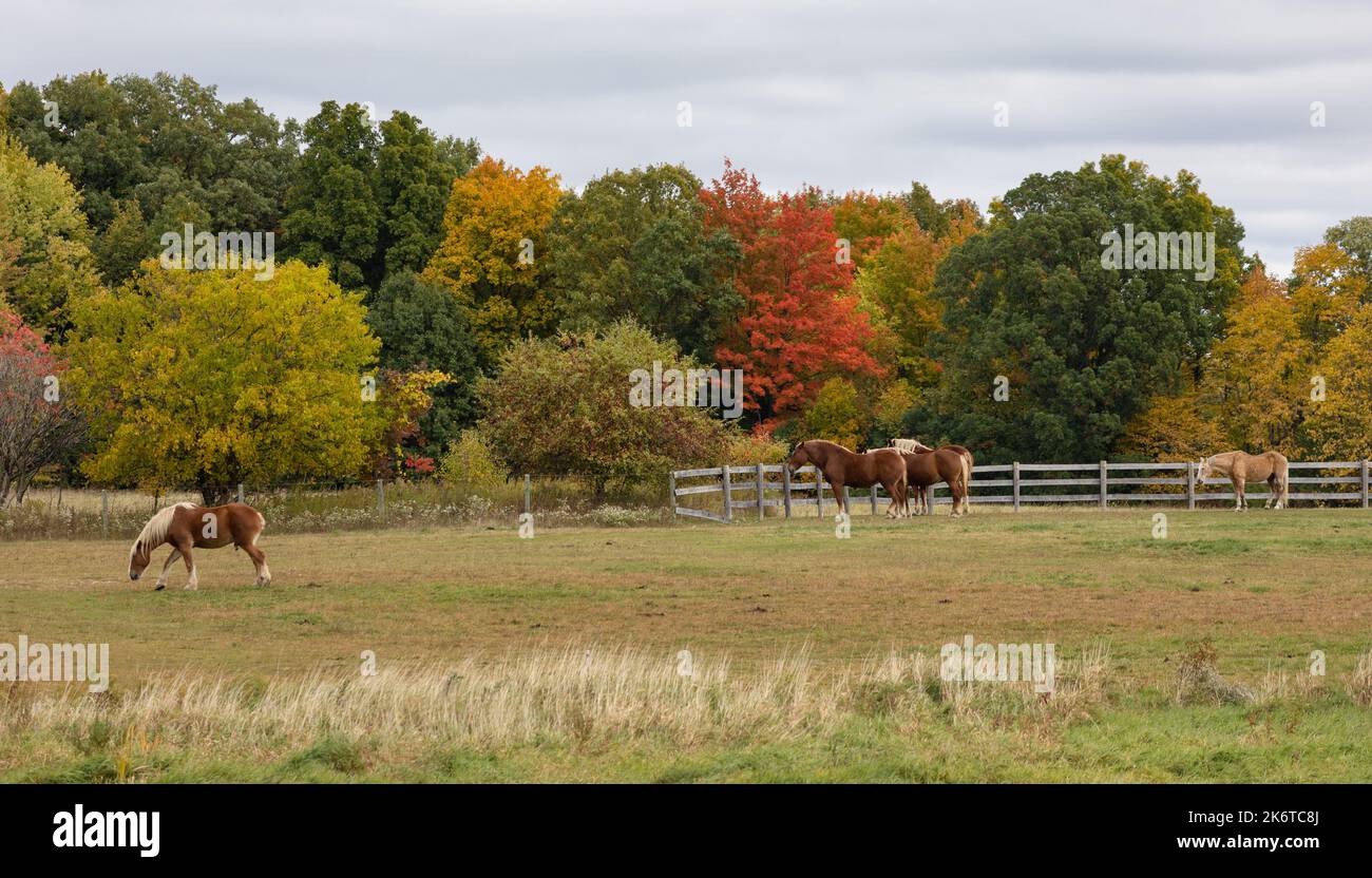 Belgian horses in front of fall colors in Michigan Stock Photo