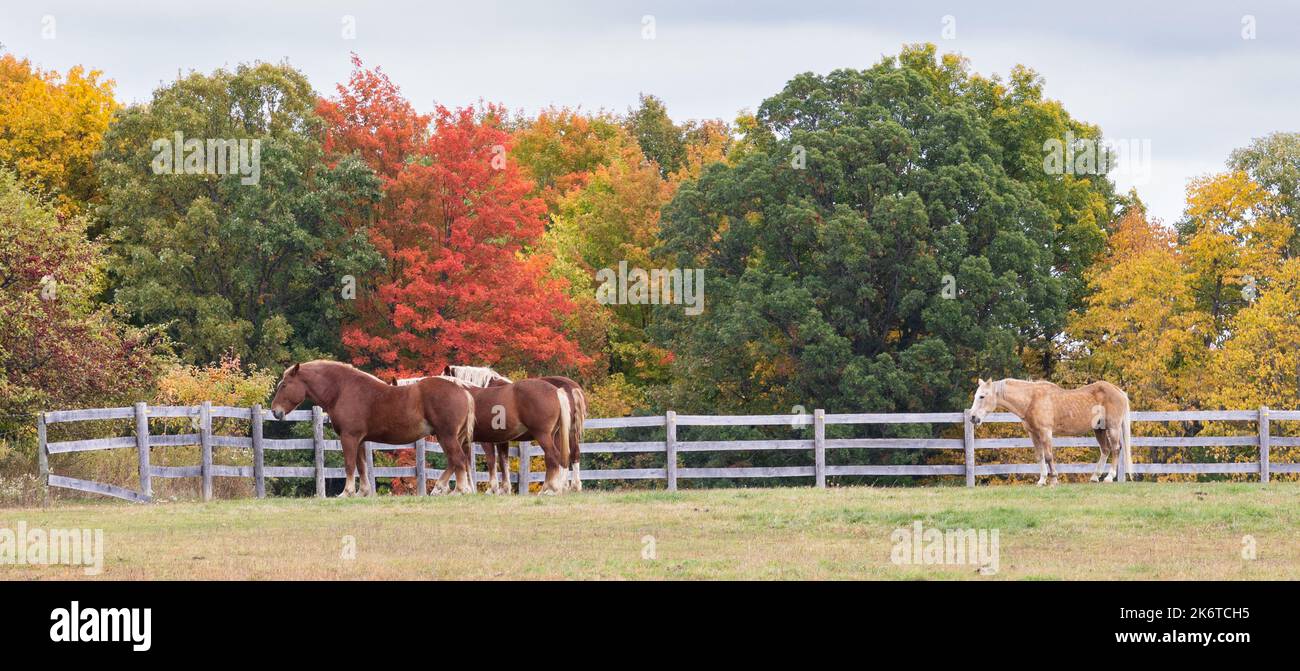 Belgian horses in front of fall colors in Michigan Stock Photo