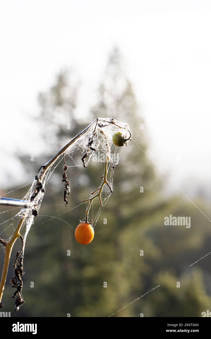 A tomato plant covered in dew and webs, early morning in October in