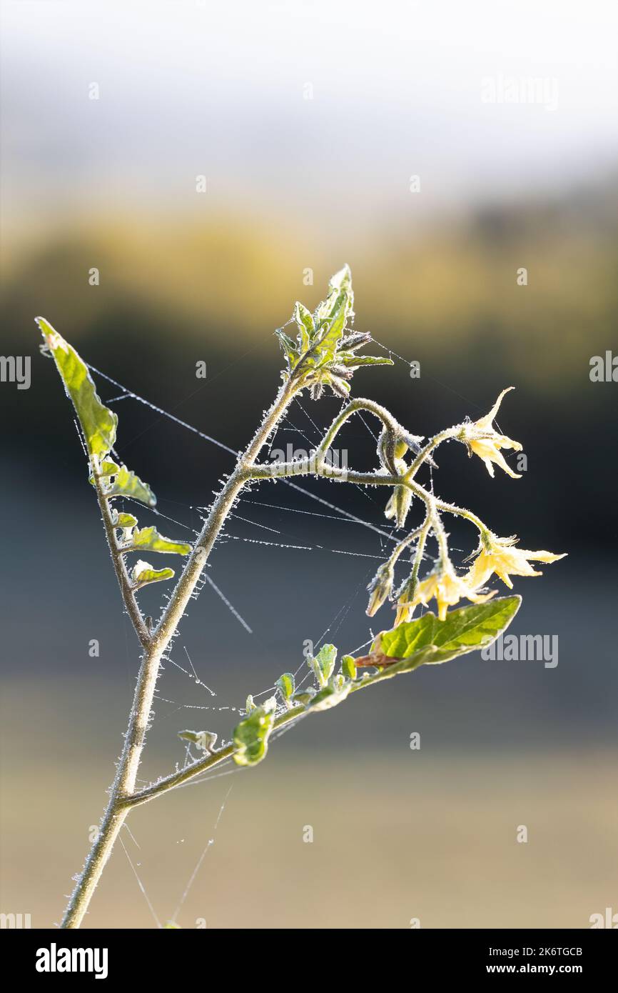 A tomato plant covered in dew and webs, early morning in October in
