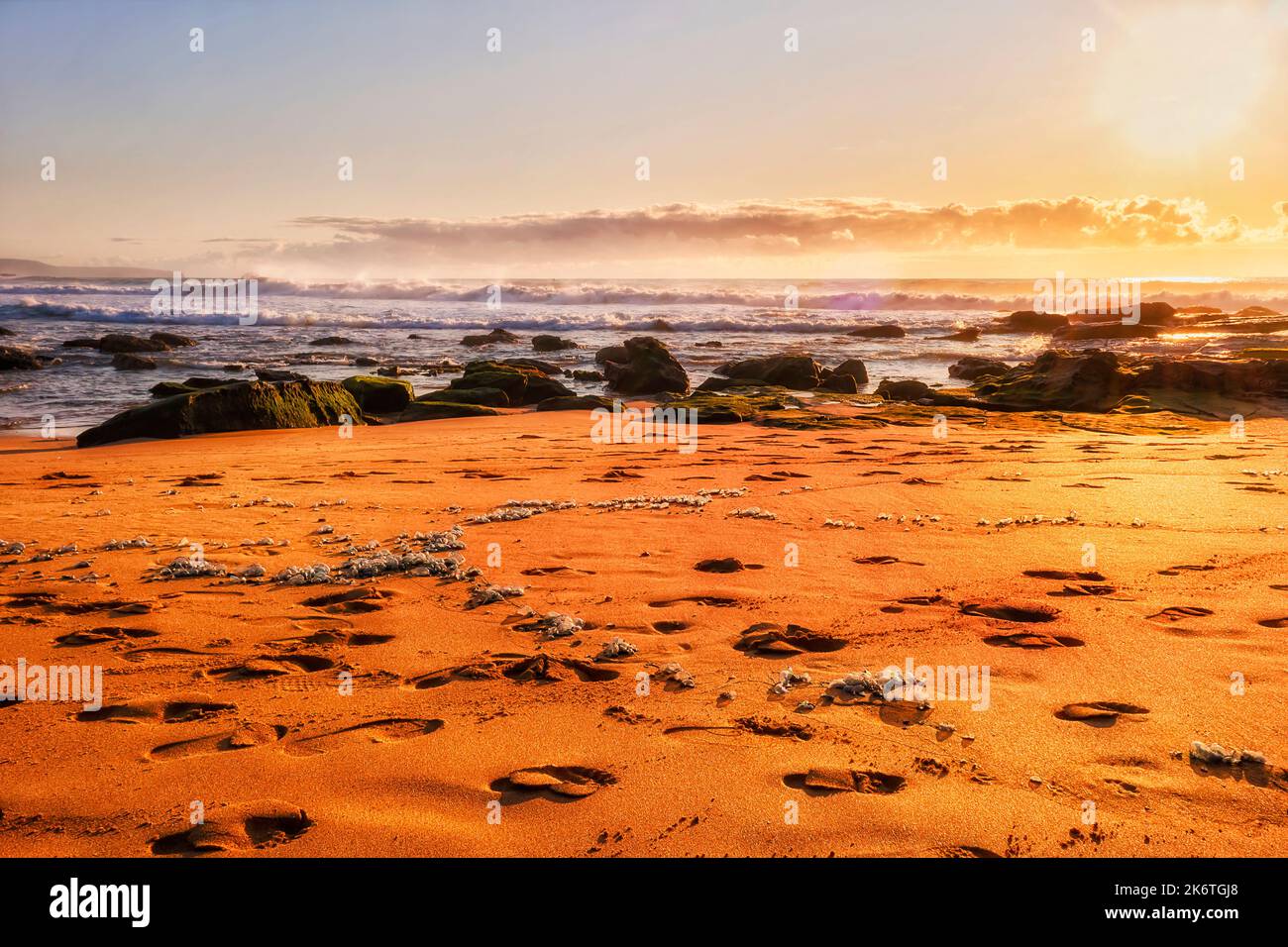 Dead bluebottle jellyfish on sand of Whale beach of Australian Pacific coast in Sydney Northern beaches. Stock Photo