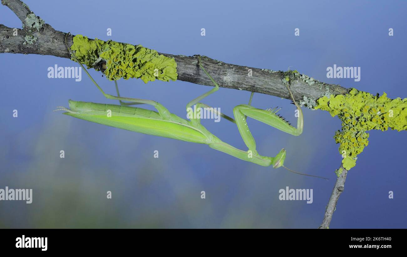 Closeup portrait of Green praying mantis hangs under tree branch on