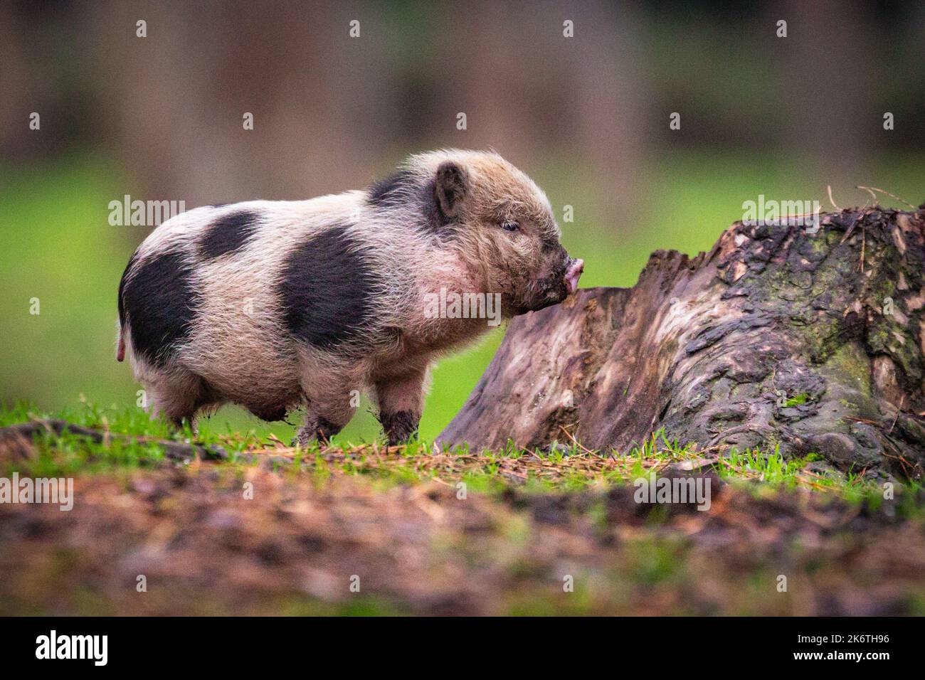 Muensterland, NRW, Germany. 15th Oct, 2022. One of the piglets wanders