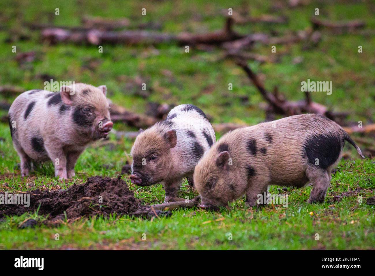 Muensterland, NRW, Germany. 15th Oct, 2022. One of the piglets wanders