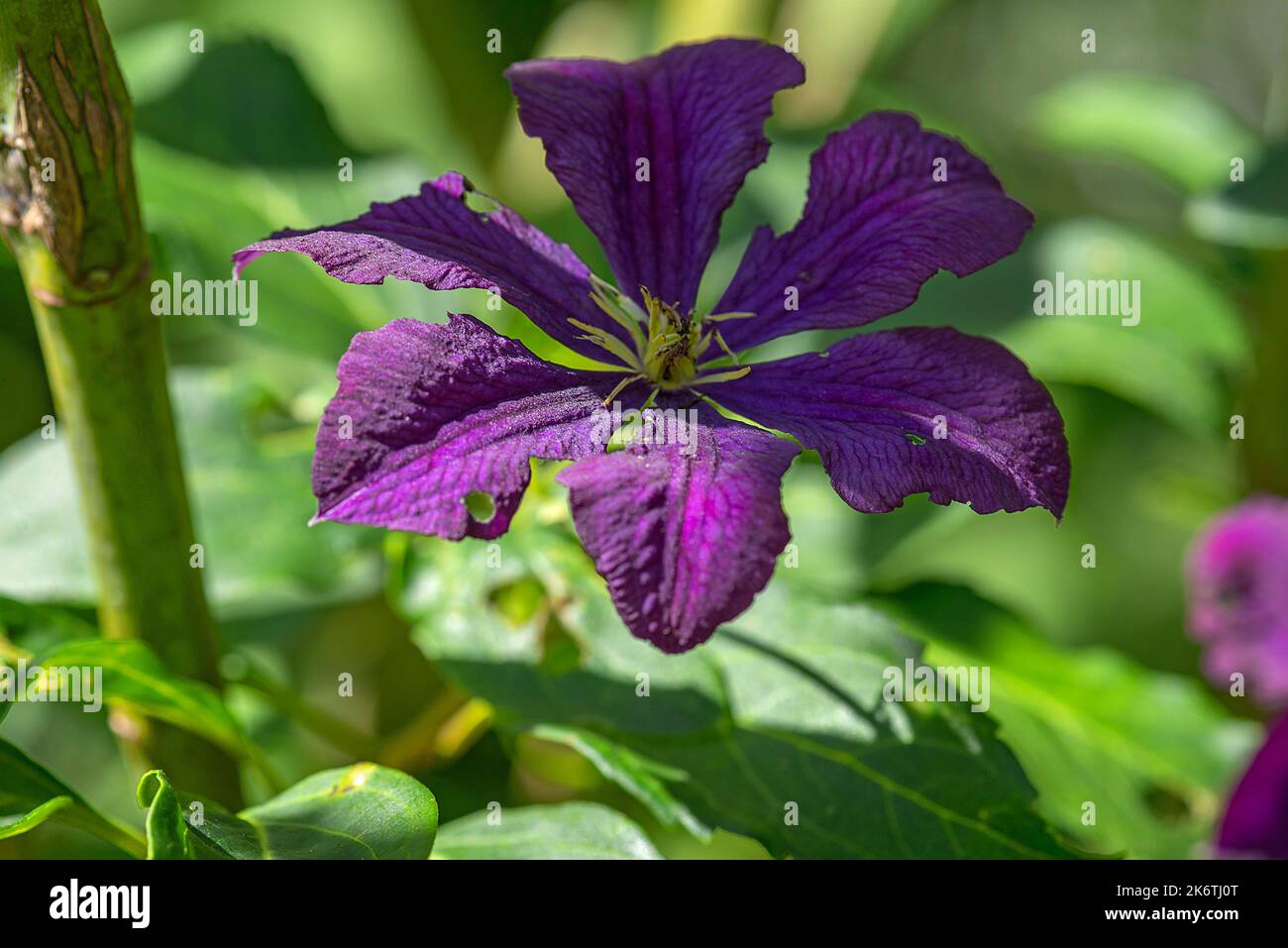 Virgin's bower (Clematis viticella), Bavaria, Germany Stock Photo