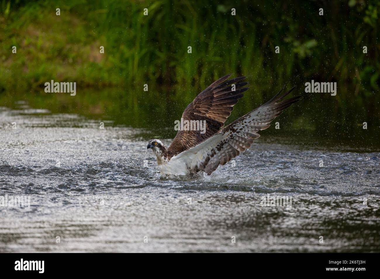 Western osprey (Pandion haliaetus) fishing, Finland Stock Photo