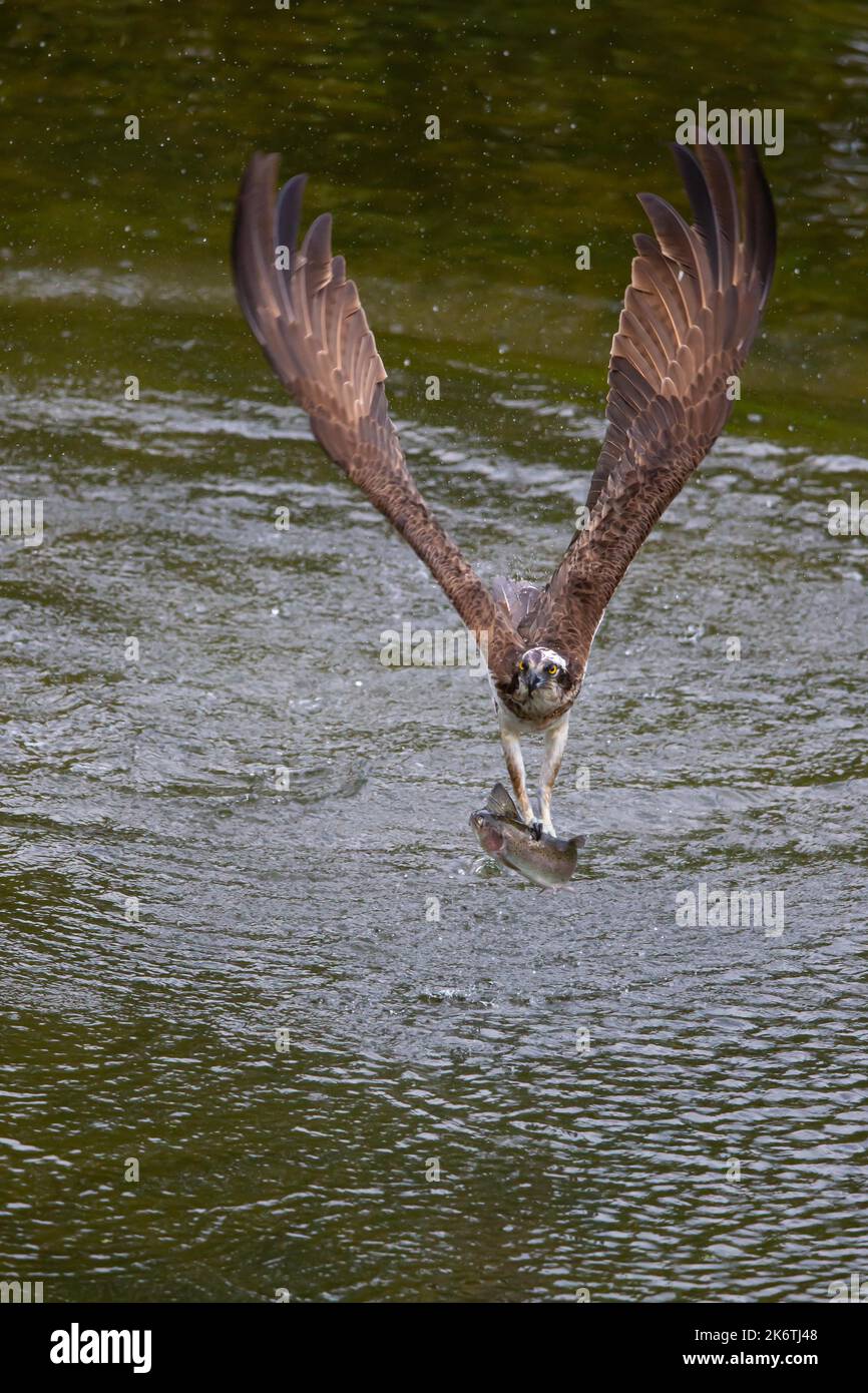 Western osprey (Pandion haliaetus) fishing, Finland Stock Photo