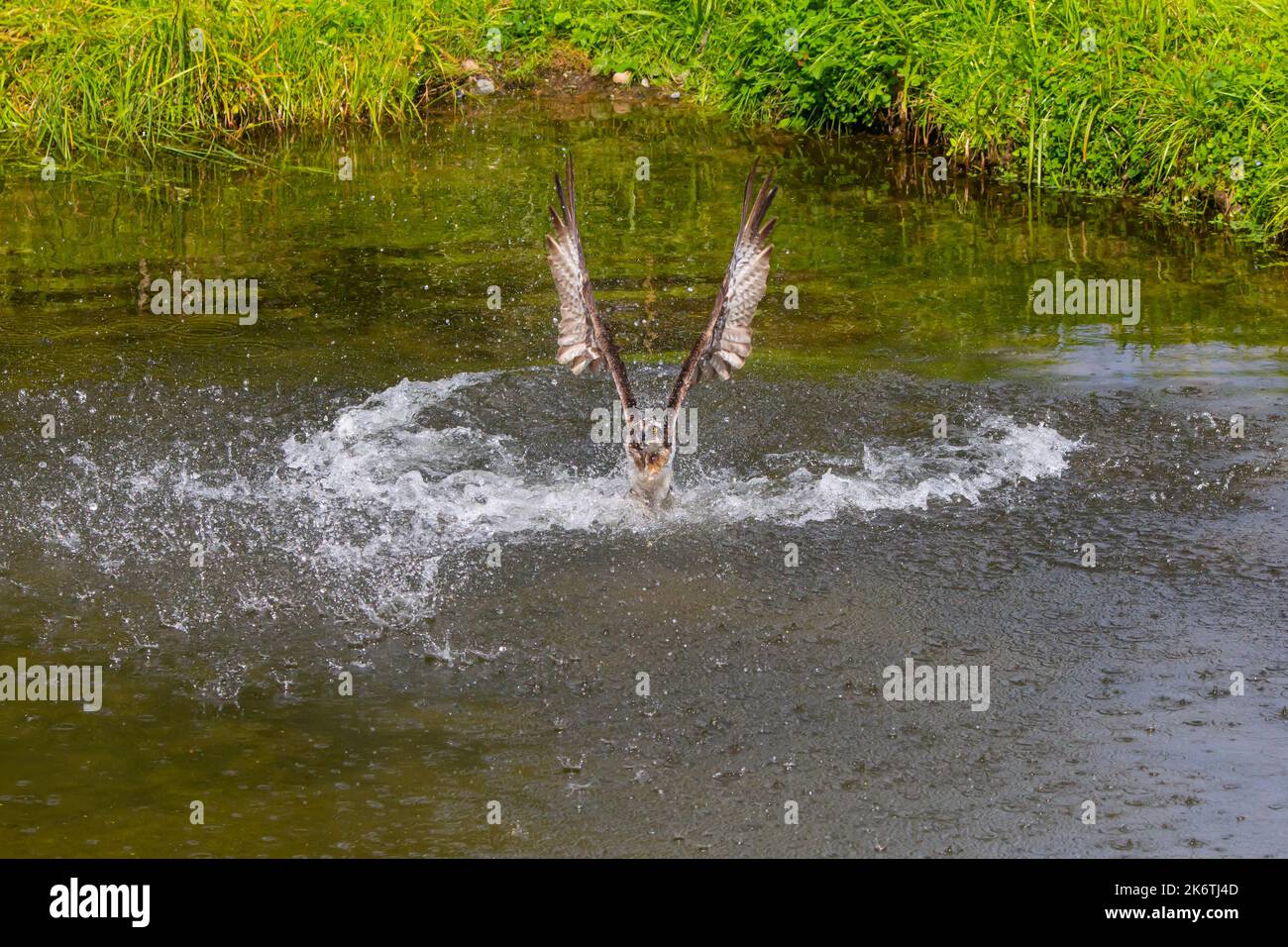 Western osprey (Pandion haliaetus) fishing, Finland Stock Photo