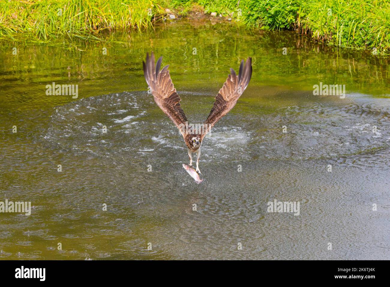 Western osprey (Pandion haliaetus) fishing, Finland Stock Photo