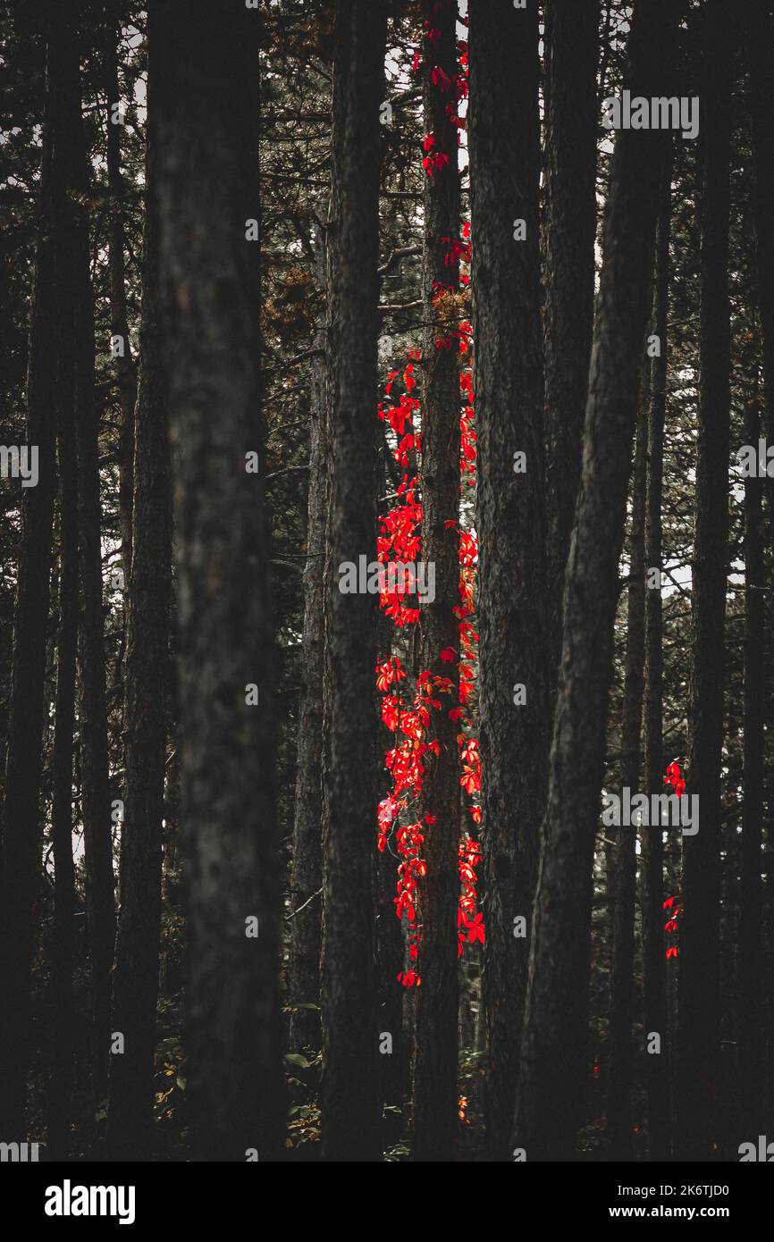 Virginia creeper (Parthenocissus quinquefolia) in the forest, Lower
