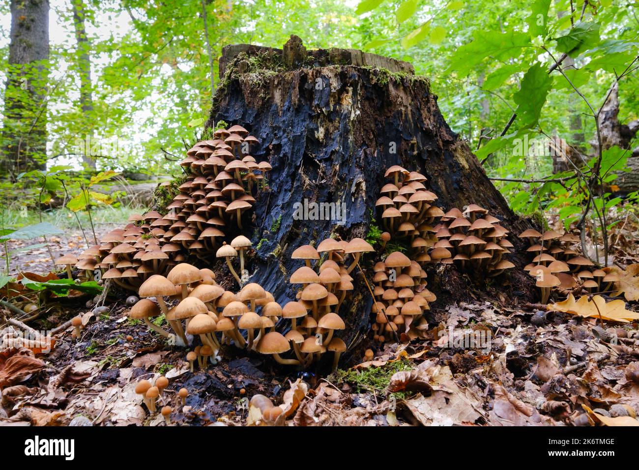Honey fungus (Armillaria) on a tree stump in the forest, honey fungus, Arnsberger Wald nature park Park, Sauerland, North Rhine-Westphalia, Germany Stock Photo