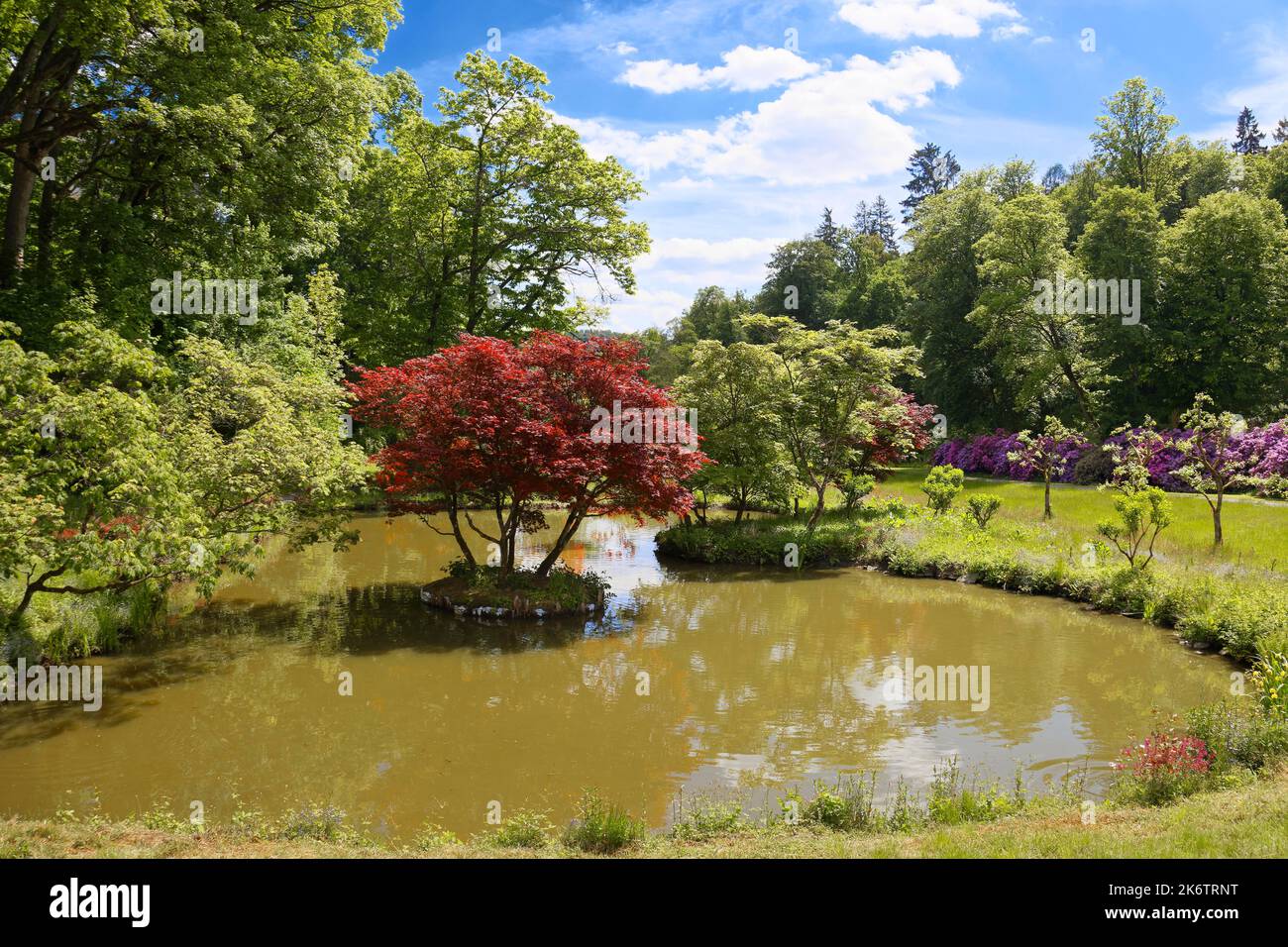 Smooth japanese maple (Acer palmatum) on small island in pond, castle park, created 18th century pond, rhododendron blossom in the back, Berleburg Stock Photo