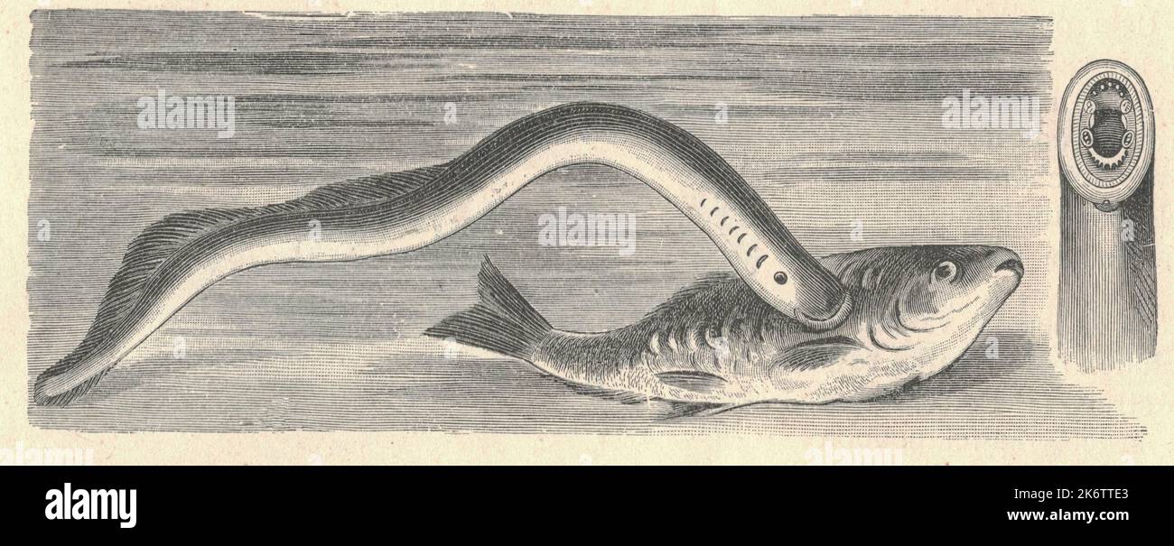 Antique illustration of the European river lamprey. Vintage illustration of the European river lamprey. Antique picture of the European river lamprey. Adult river lampreys measure from 25 to 40 cm (10 to 16 in) for the sea-going forms and up to 28 cm (11 in) for the lake forms. The very elongate body is a uniform dark grey above, lightening to yellowish off-white on the sides and pure white below. Like all lampreys, these fish lack paired fins and possess a circular sucking disc instead of jaws. They have a single nostril and seven small breathing holes on either side behind the eye. The teeth Stock Photo