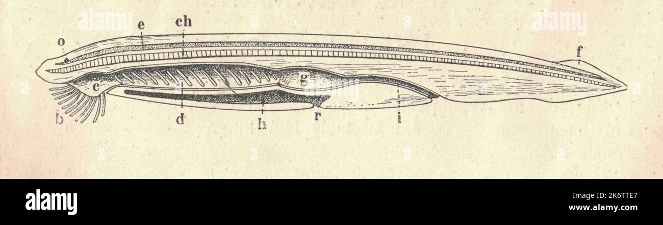 Antique illustration of the lancelet. Vintage illustration of the lancelet. Antique picture of the lancelet. Cross section, figure legend. The lancelets , also known as amphioxi (singular: amphioxus), consist of some 30 to 35 species of 'fish-like' benthic filter feeding chordates in the order Amphioxiformes. They are the modern representatives of the subphylum Cephalochordata. Lancelets closely resemble 530-million-year-old Pikaia, fossils of which are known from the Burgess Shale. Zoologists are interested in them because they provide evolutionary insight into the origins of vertebrates. Lan Stock Photo