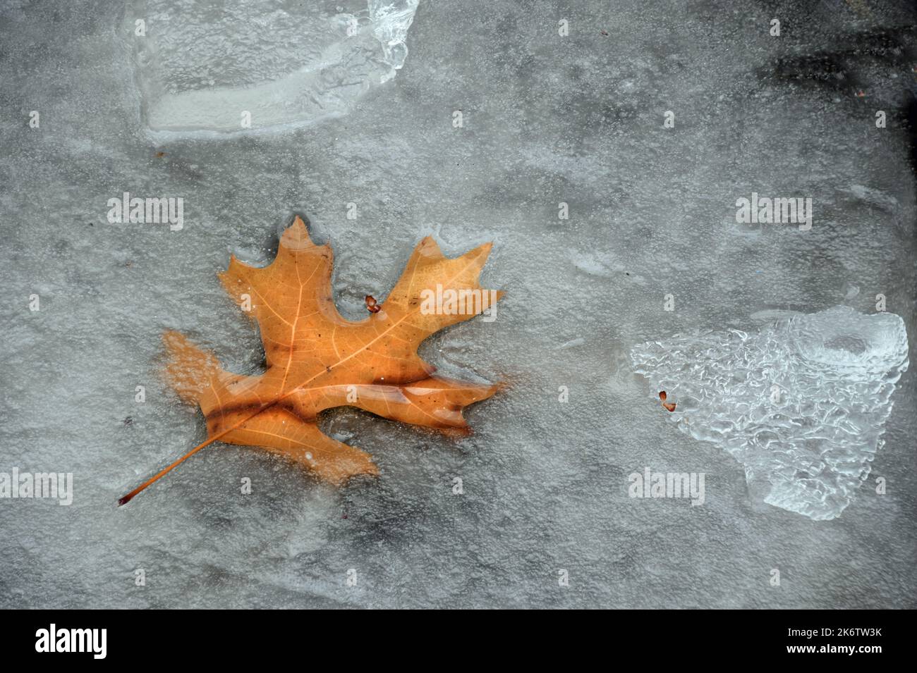 Northern Red Oak Leaf frozen in Pond Ice Stock Photo - Alamy