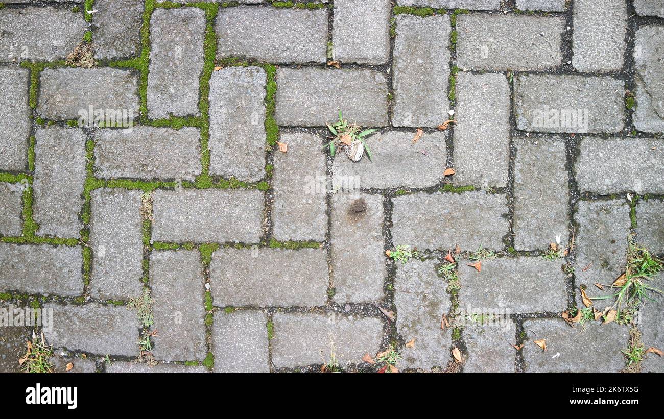 paving block texture with mossy gaps as background Stock Photo