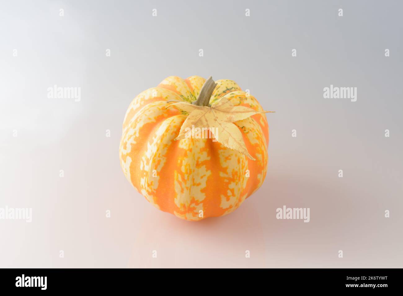 Striped orange round pumpkin with a maple leaf on a light background in a horizontal format Stock Photo