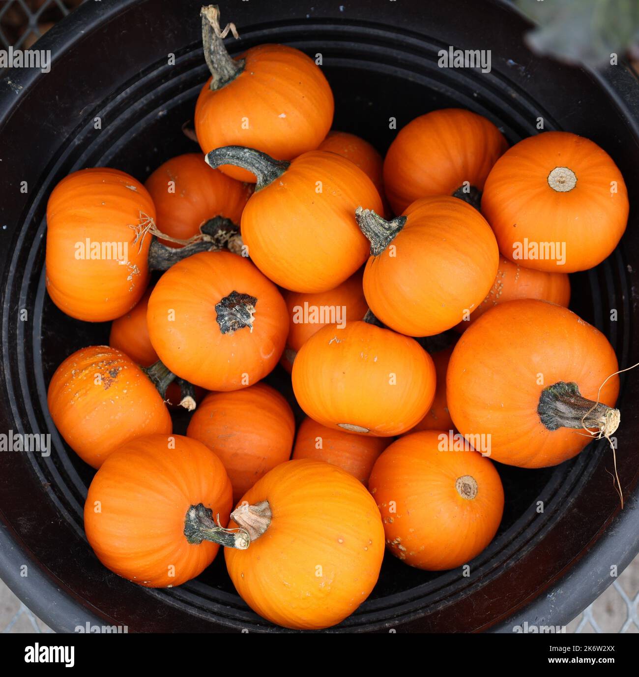 Mini-pumpkins piled in a basket. Vertical. Stock Photo