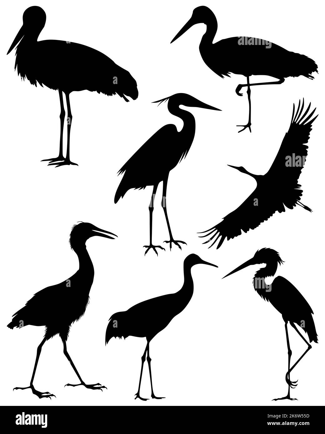 Godwit bird birds wildlife Stock Vector Images - Alamy