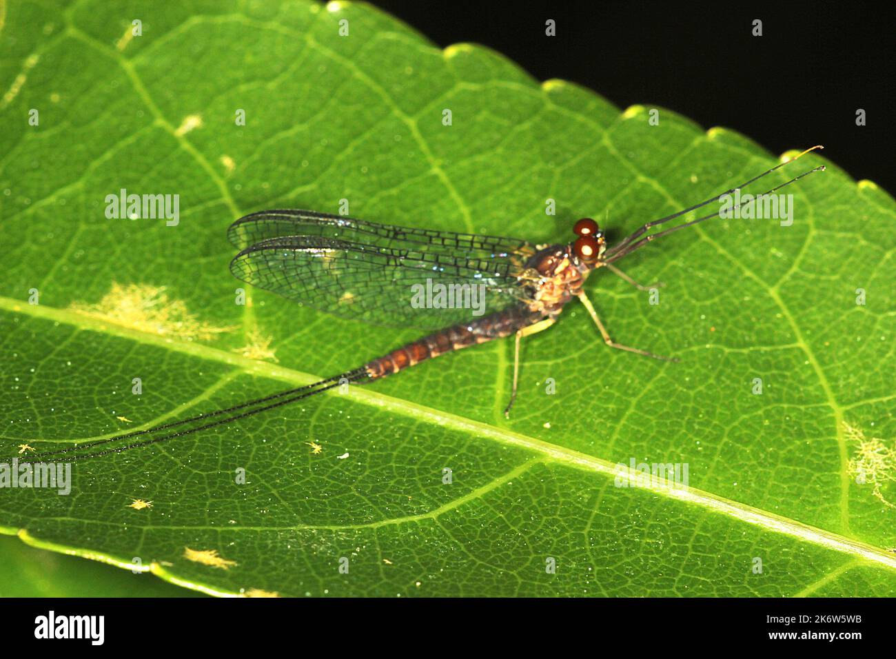 Mayfly (Cloroburiscus sp.) Stock Photo