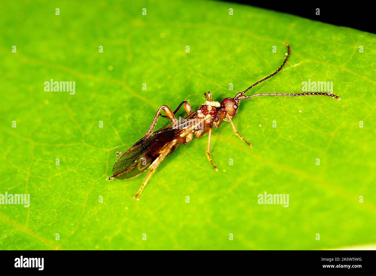 Narrow waisted parasitoid braconid wasp Stock Photo - Alamy
