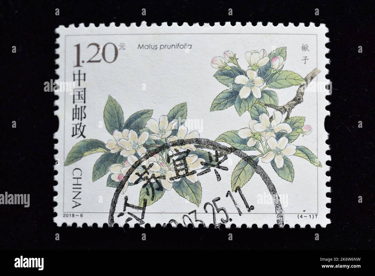 CHINA - CIRCA 2018: A stamps printed in China shows 2018-6 Chinese Flowering Crabapple  Henan Haitang (Malus honanensis) , circa 2018 Stock Photo