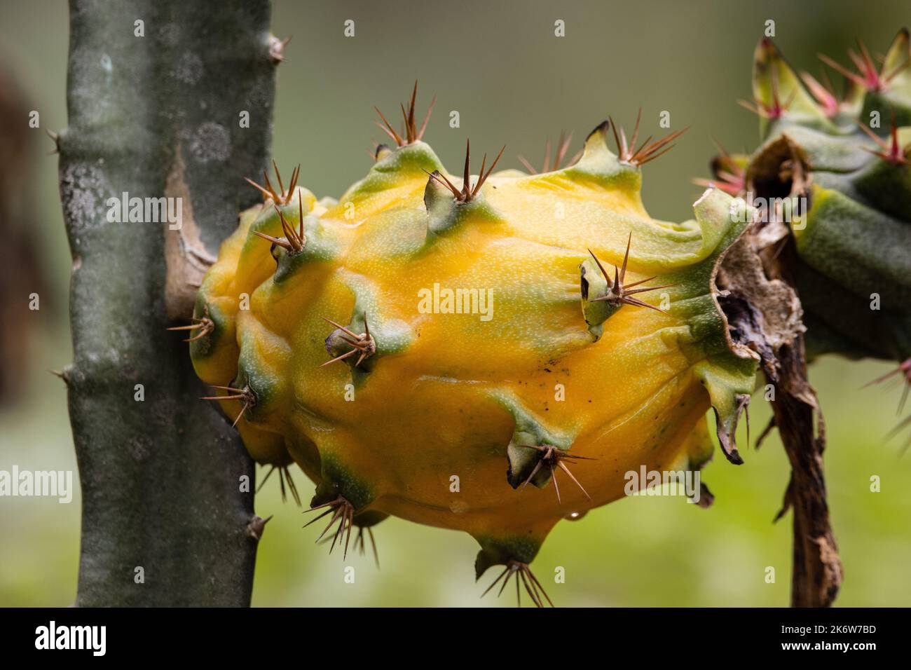 The pitahaya grown in Alto Mayo is considered a superfood because of its important nutritional properties that favor the functioning of the organism. Stock Photo