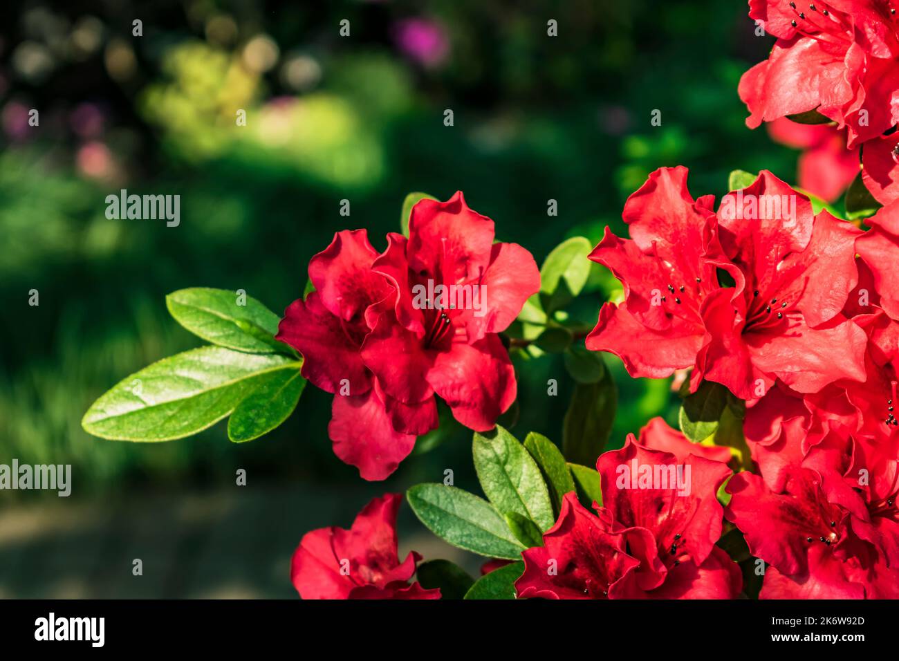 The red flowers of the Indian azalea are in bloom Stock Photo - Alamy