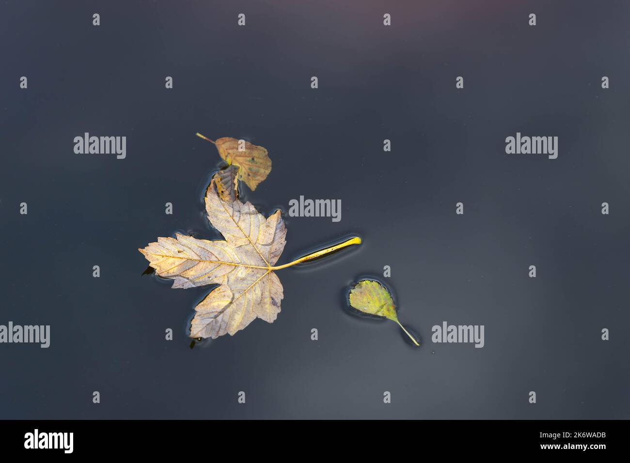 Floating leaves hi-res stock photography and images - Alamy