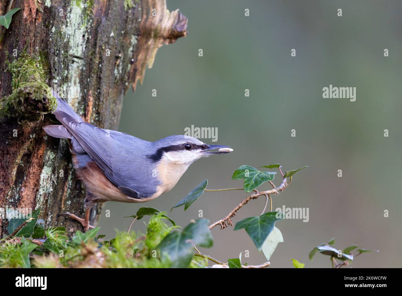 Nuthatch  [ Sitta europaea ] on old mossy stump with seed in its beak and ivy in foreground Stock Photo