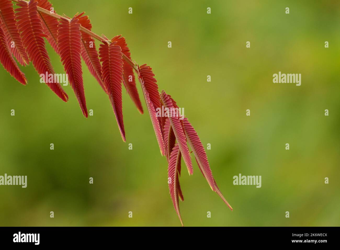 Red leaves against blur background Stock Photo