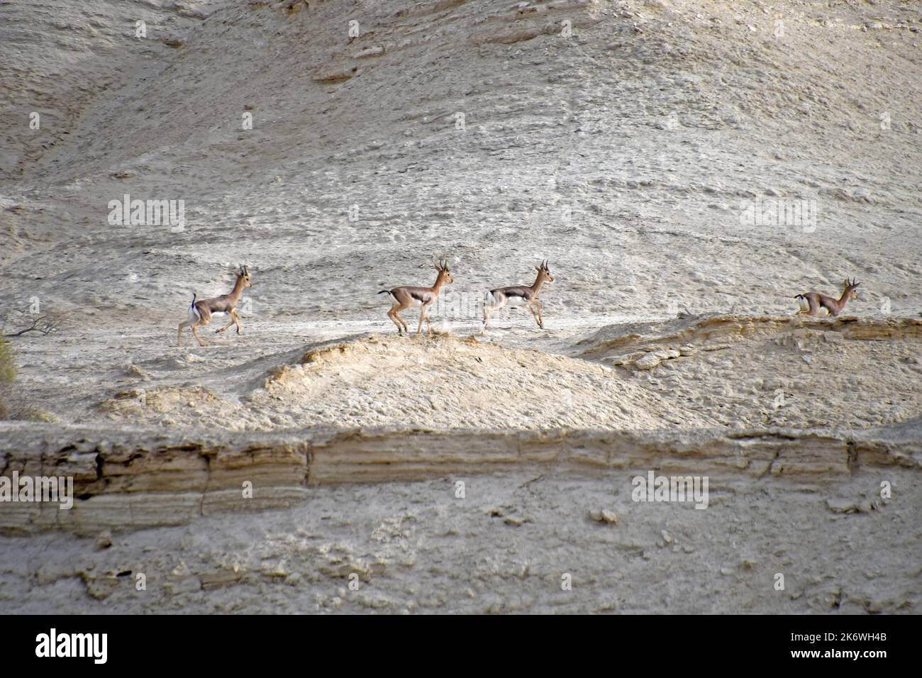 Gazelle group run in the desert Stock Photo