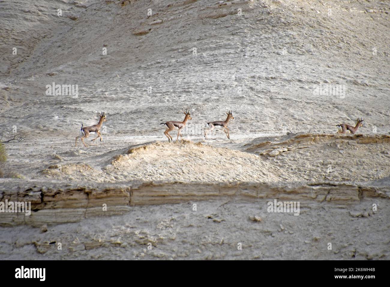 Gazelle group run in the desert Stock Photo - Alamy