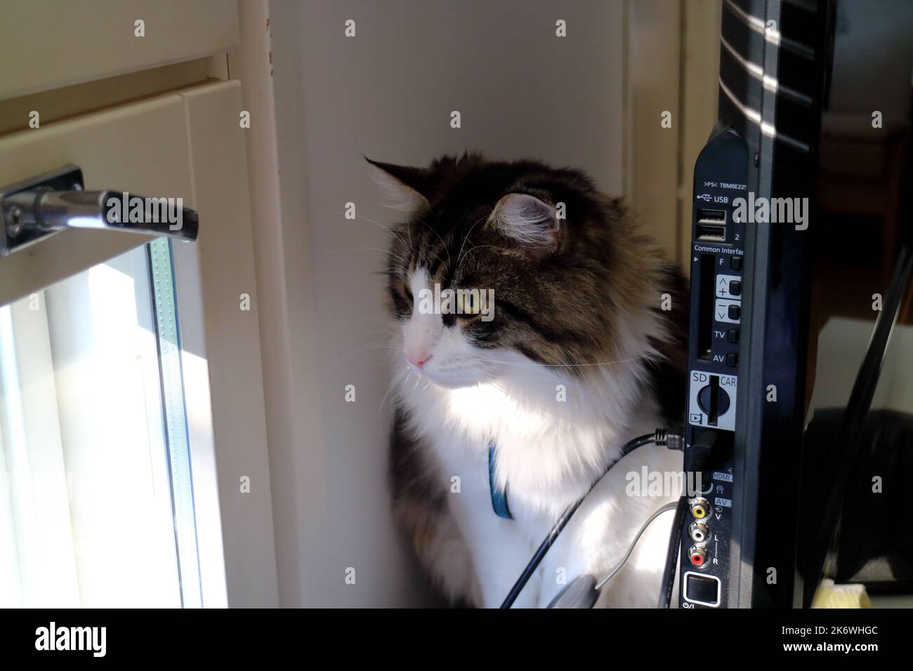 Rag doll cat sitting behind TV and watching out the window Stock Photo