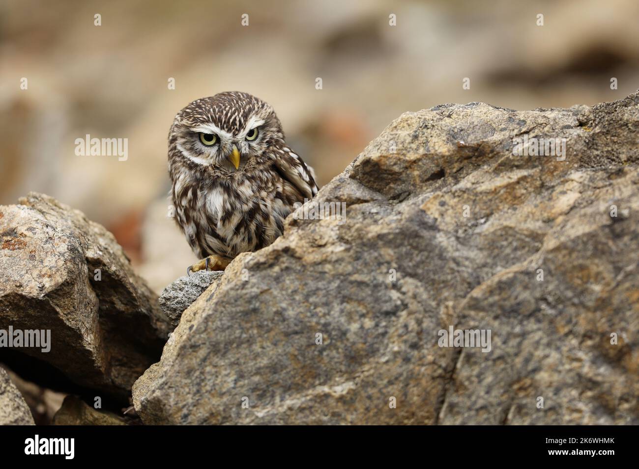 Small owl in the nature habitat, Czech republic  Athene noctua, in the stone wall. Stock Photo
