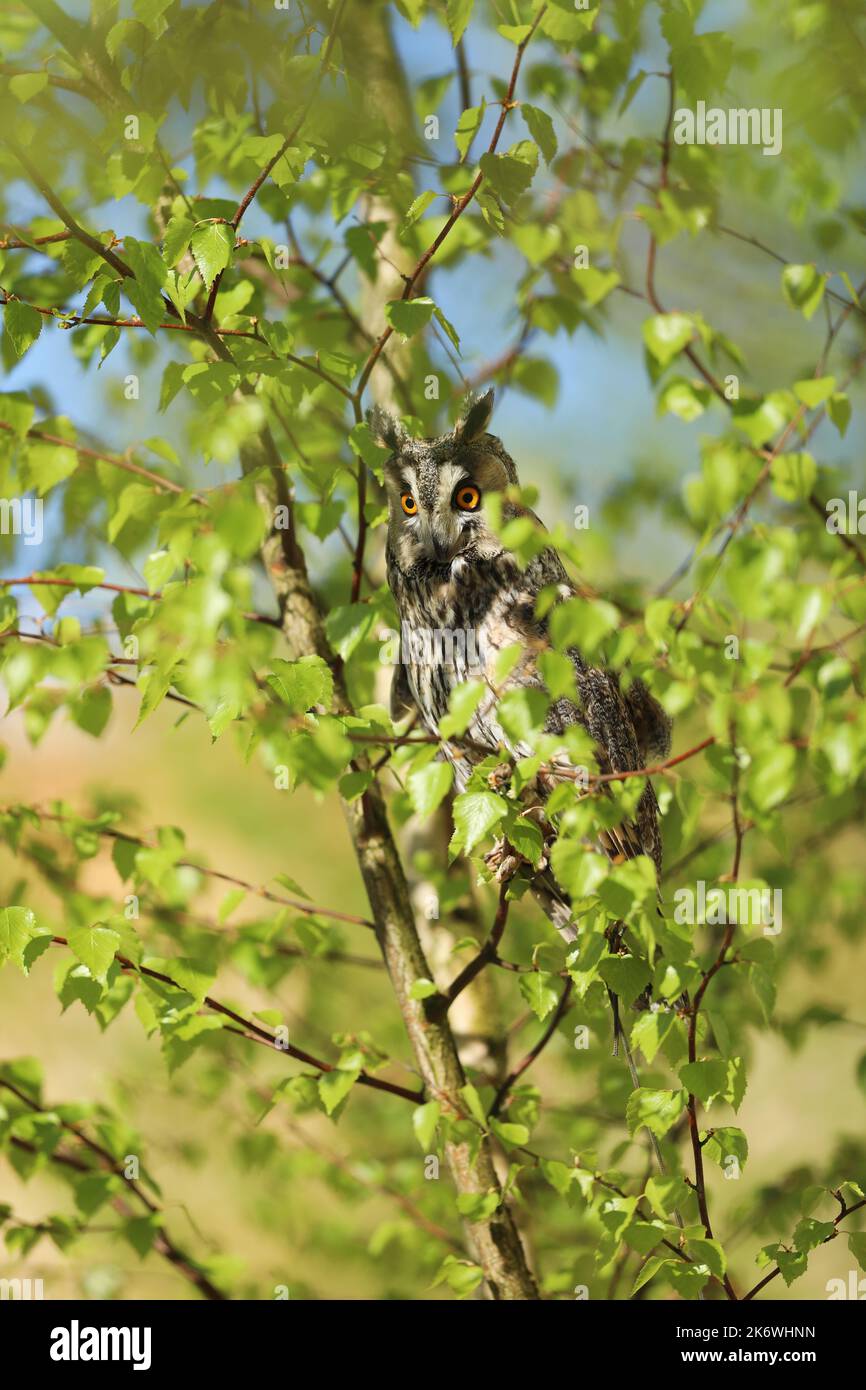 Portrait of a long-eared owl Asio otus. Wild bird on birch tree Stock Photo