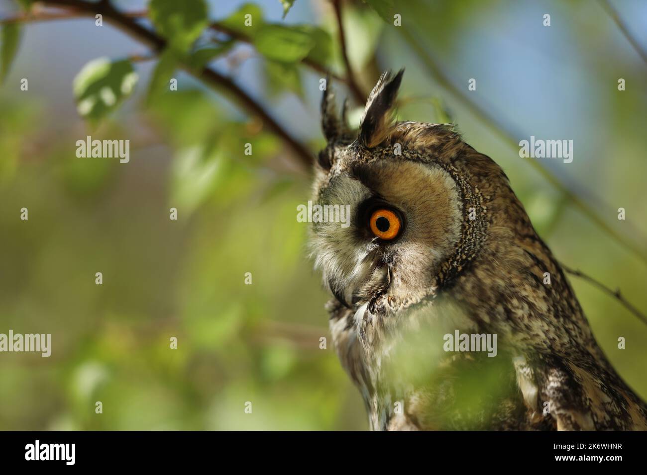 The long-eared owl - Asio otus, owl looking through branches of birch tree Stock Photo