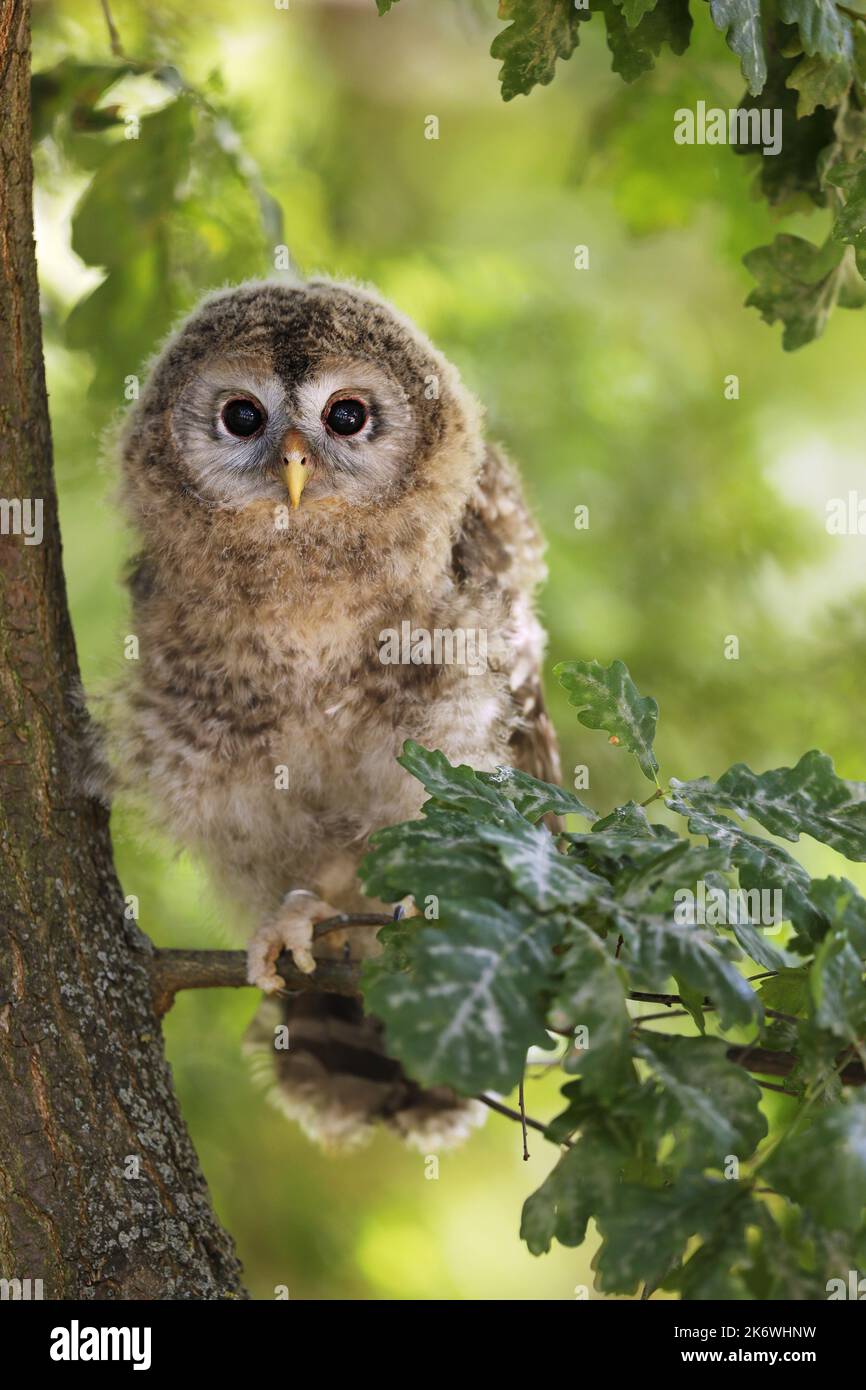 Nestling of tawny owl - Strix aluco sit on the branch of oak tree Stock Photo