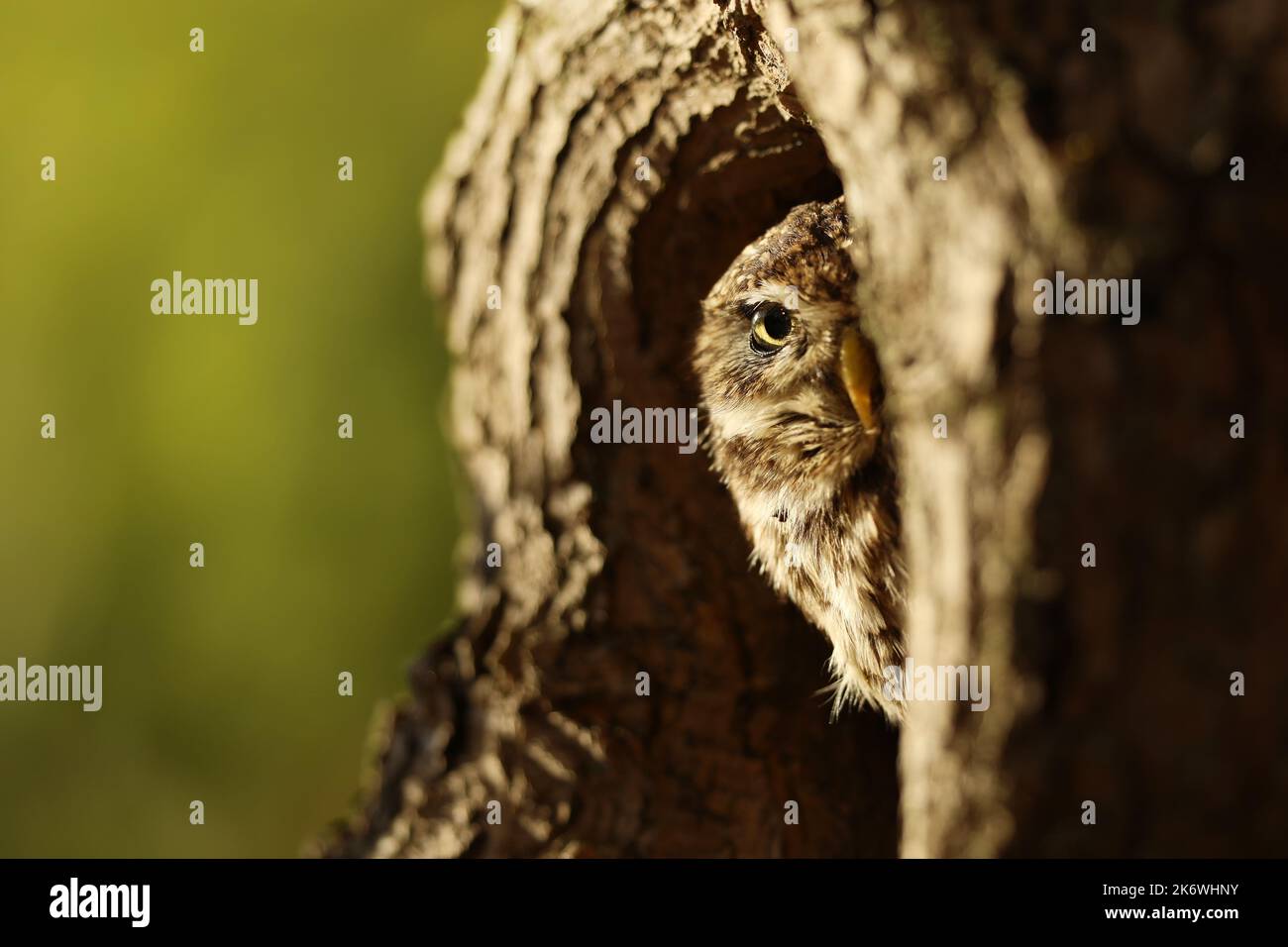 Little Owl, Athene noctua, in the nesting tree hole in the forest, central Europe. Portrait of bird in the nature habitat, . Stock Photo