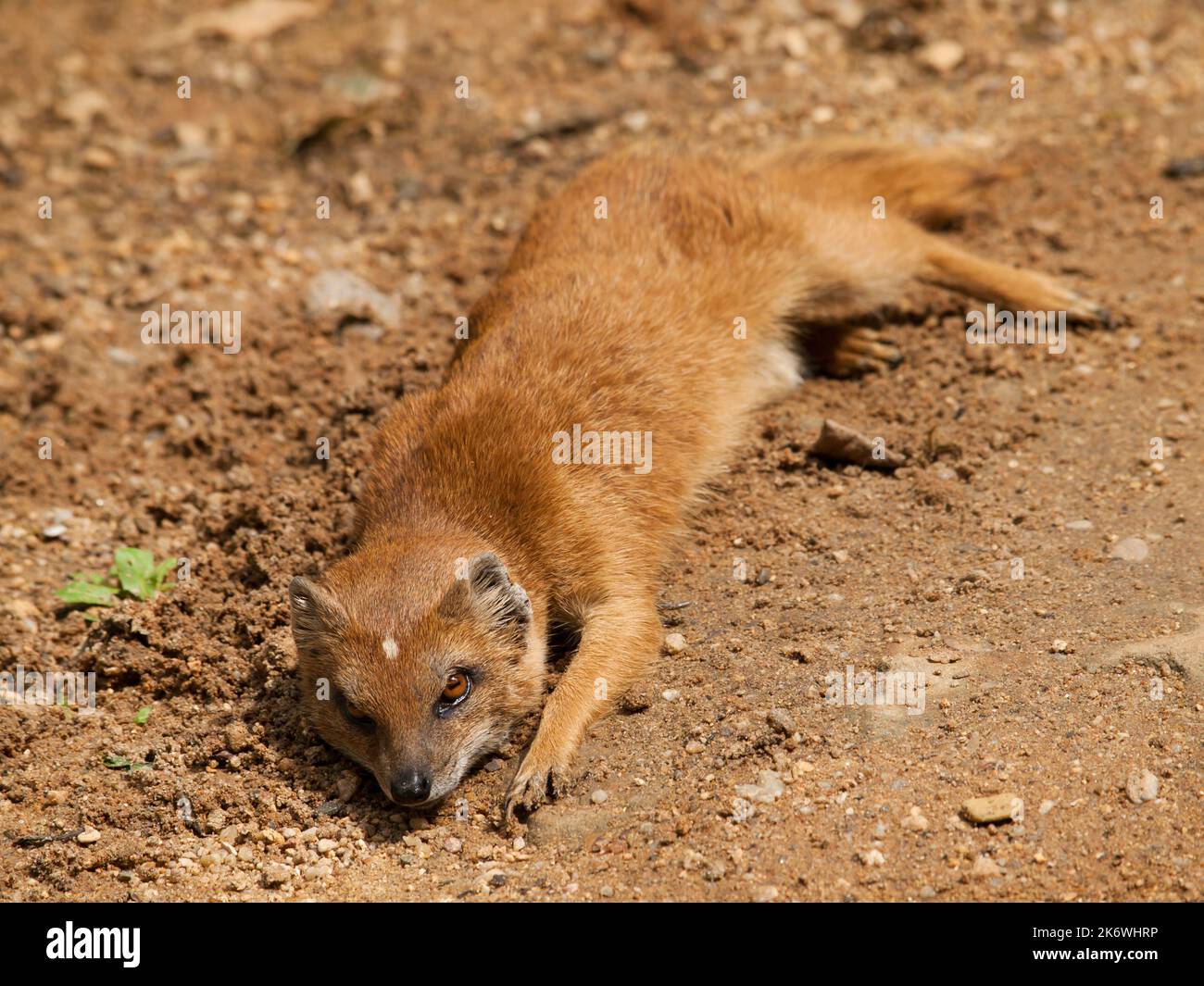 Yellow mongoose - Cynictis penicillata - having rest on the ground Stock Photo