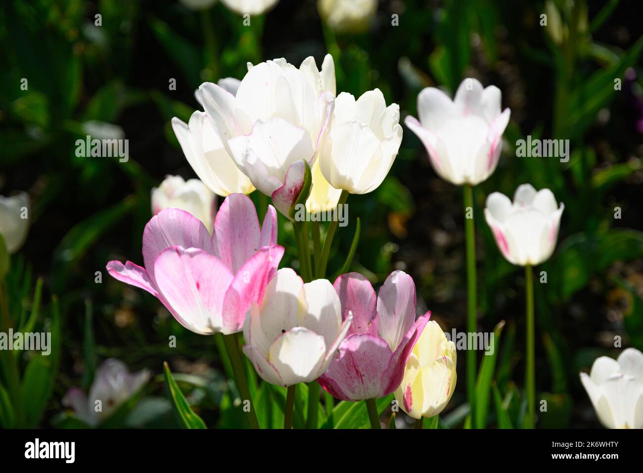 Blooming tulips in April in a private Italian garden. Scientific name