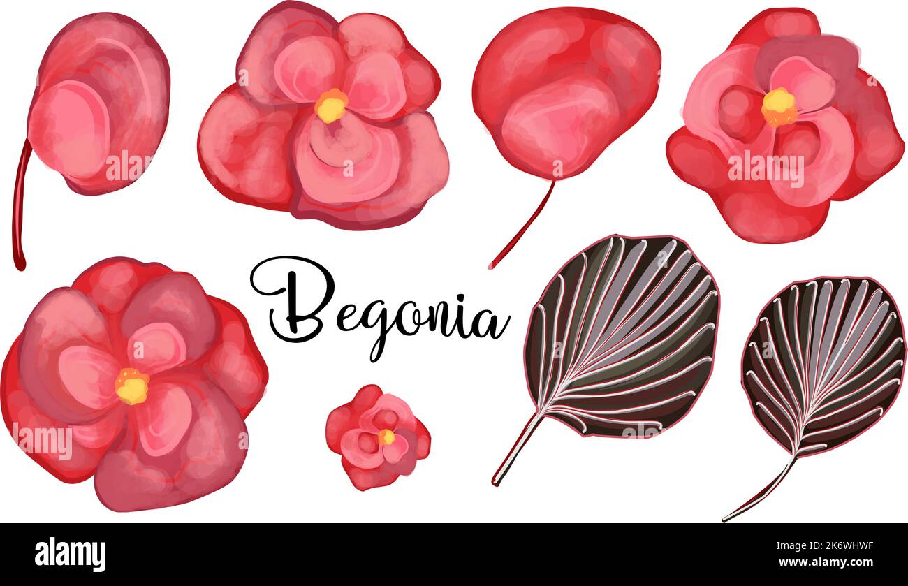 Begonia ever flowering. Red flower elements. Vector set of begonia elements. Leaves, buds and petals Stock Vector
