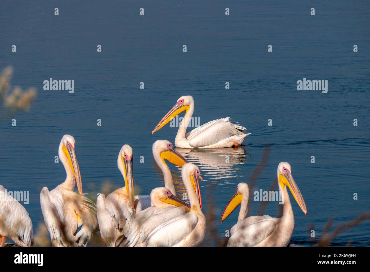 Seasonal bird migration. Great white pelican, Pelecanus onocrotalus or rosy pelican bird at rest. Israel Stock Photo