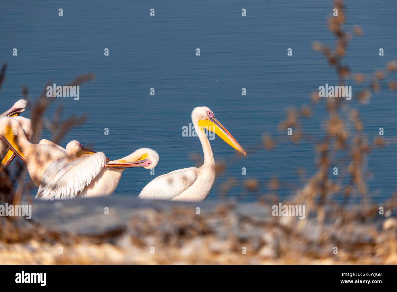 Seasonal bird migration. Great white pelican, Pelecanus onocrotalus or rosy pelican bird at rest. Israel Stock Photo