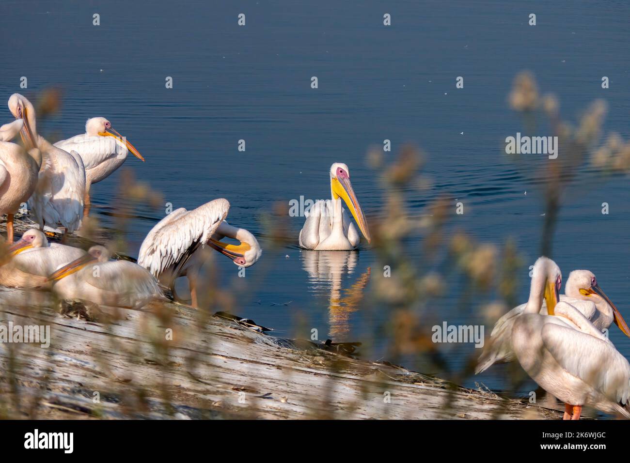 Seasonal bird migration. Great white pelican, Pelecanus onocrotalus or rosy pelican bird at rest. Israel Stock Photo