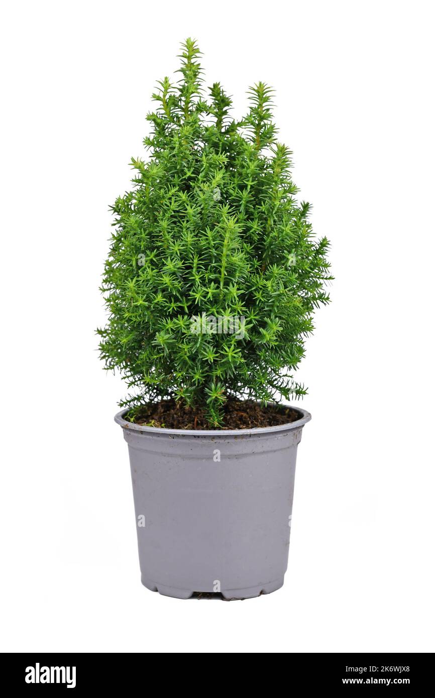 Small potted 'Chamaecyparis Thyoides' White Cedar plant on white background Stock Photo