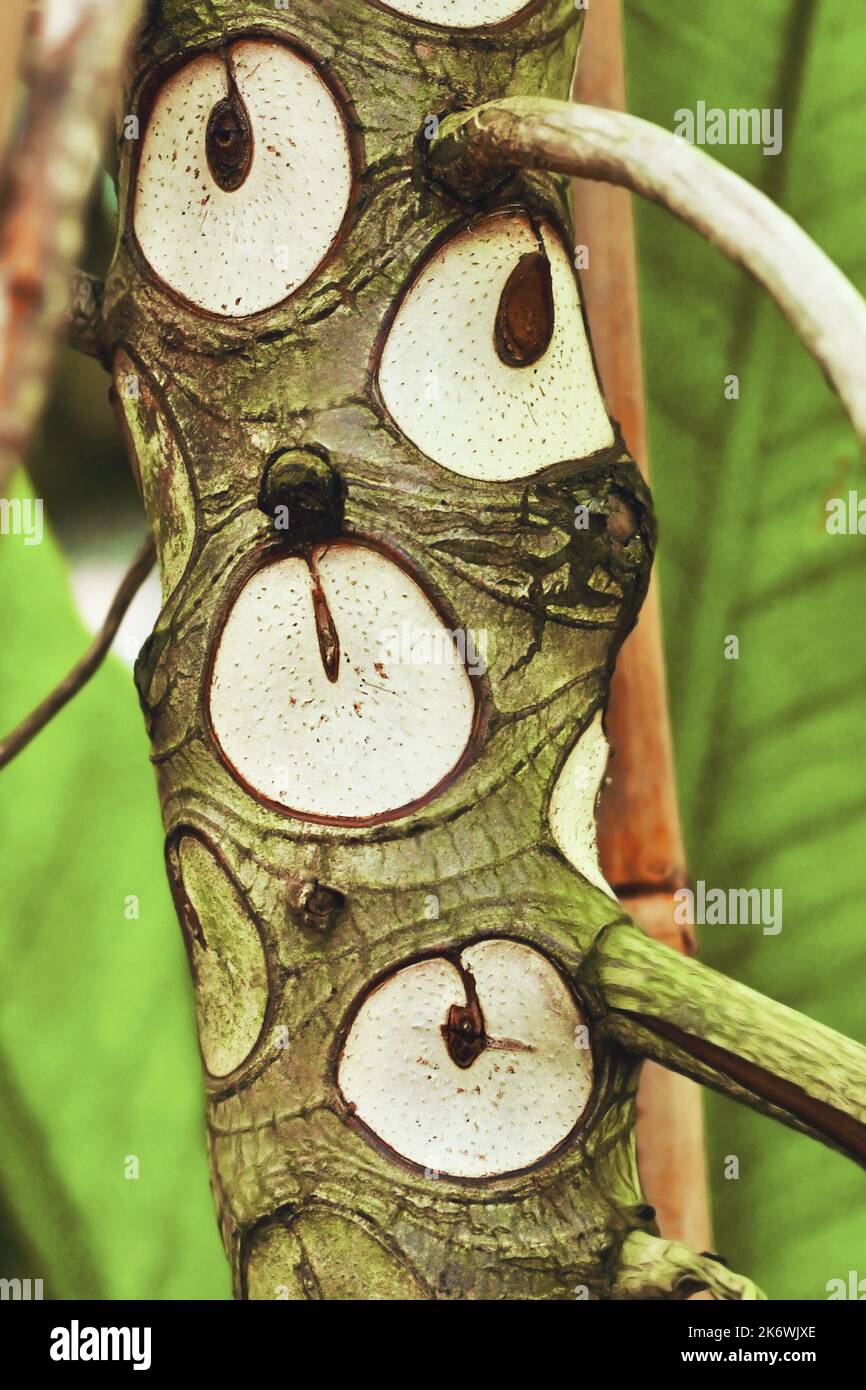 Close up of scars that look like eye like markings on trunk on trunk of exotic 'Thaumatophyllum' plant Stock Photo