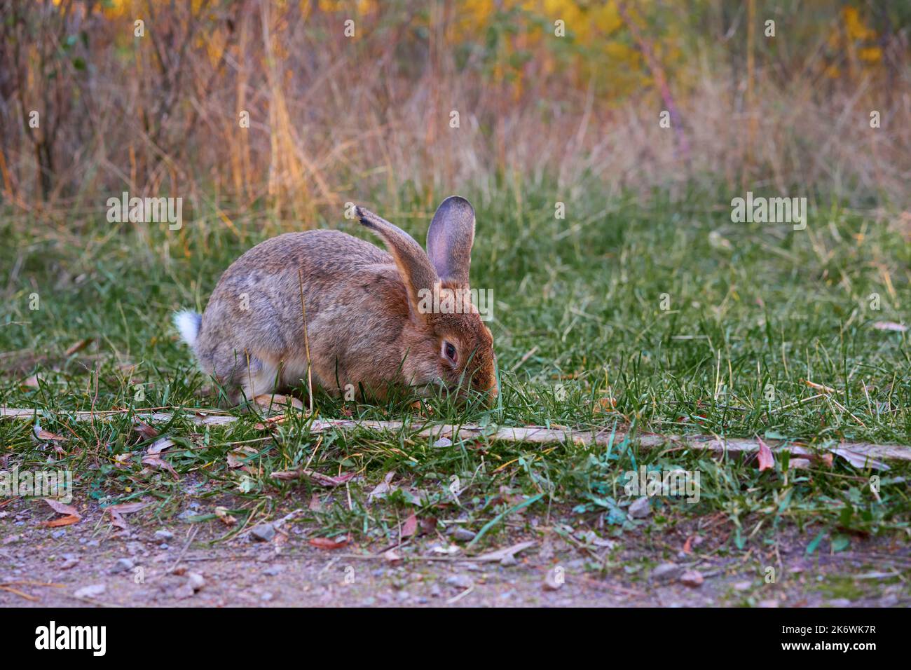 Hare 4k video hi-res stock photography and images - Alamy