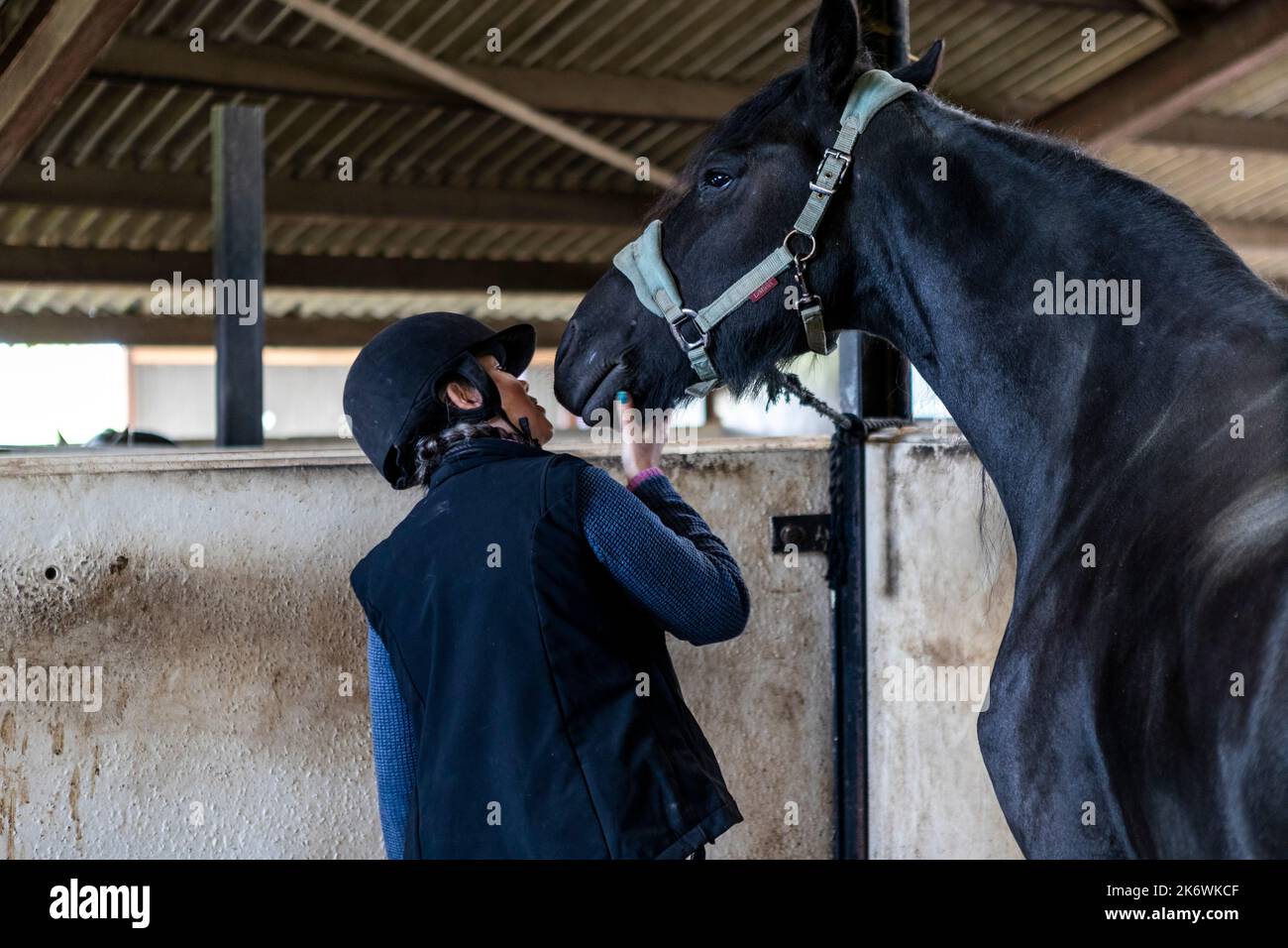 A female horse owner and her Friesian stallion. Stock Photo