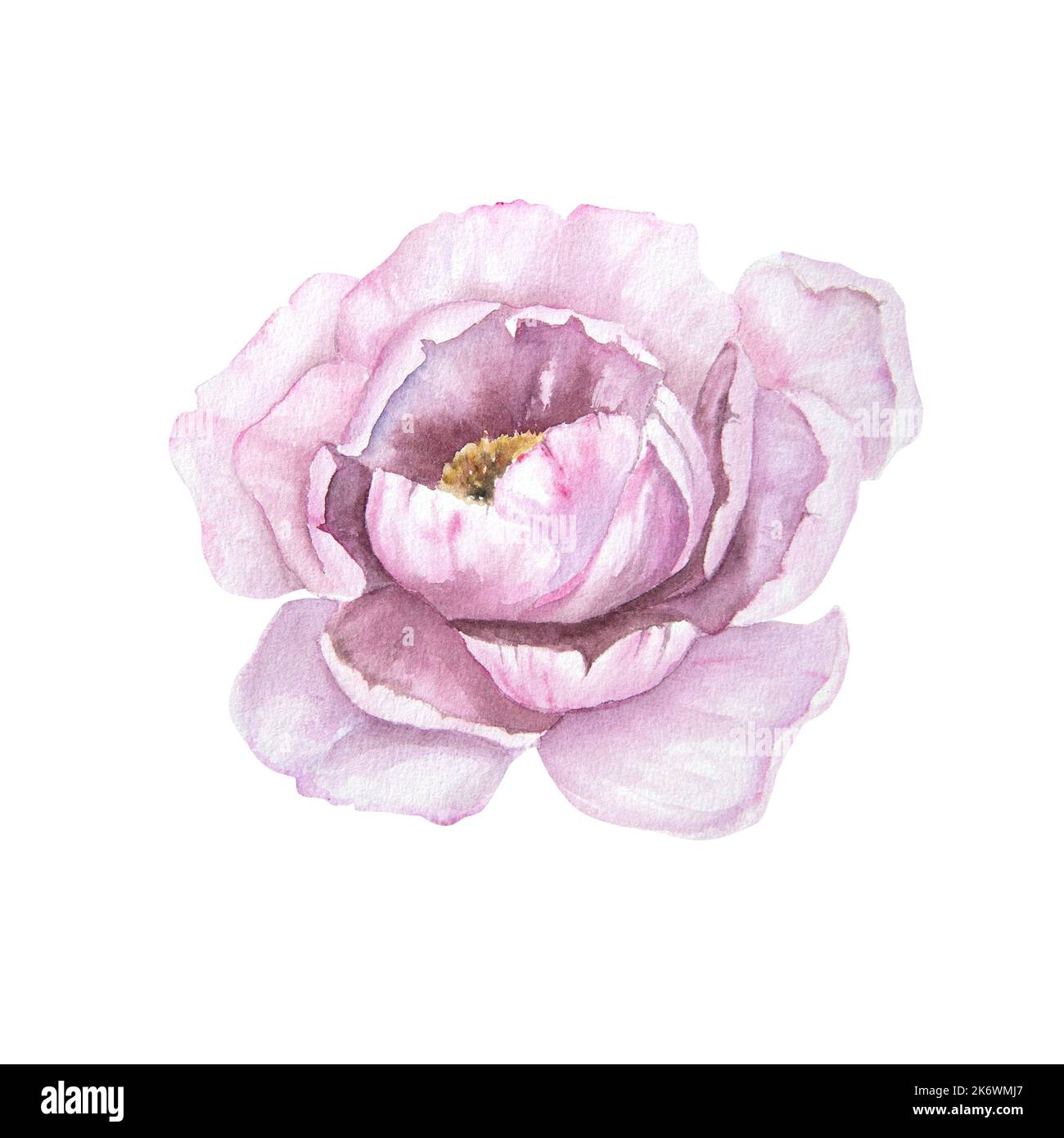 Watercolor illustration of pink peony flower isolated Stock Photo - Alamy
